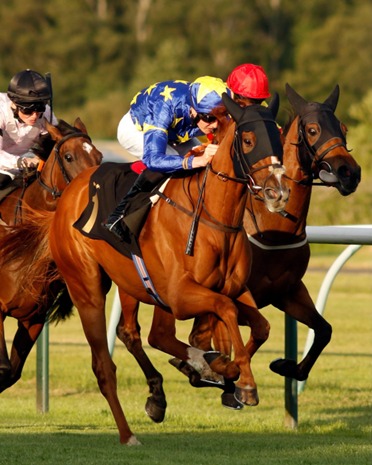 Horses preparing for the Nottingham Race Cards 17 July meeting.