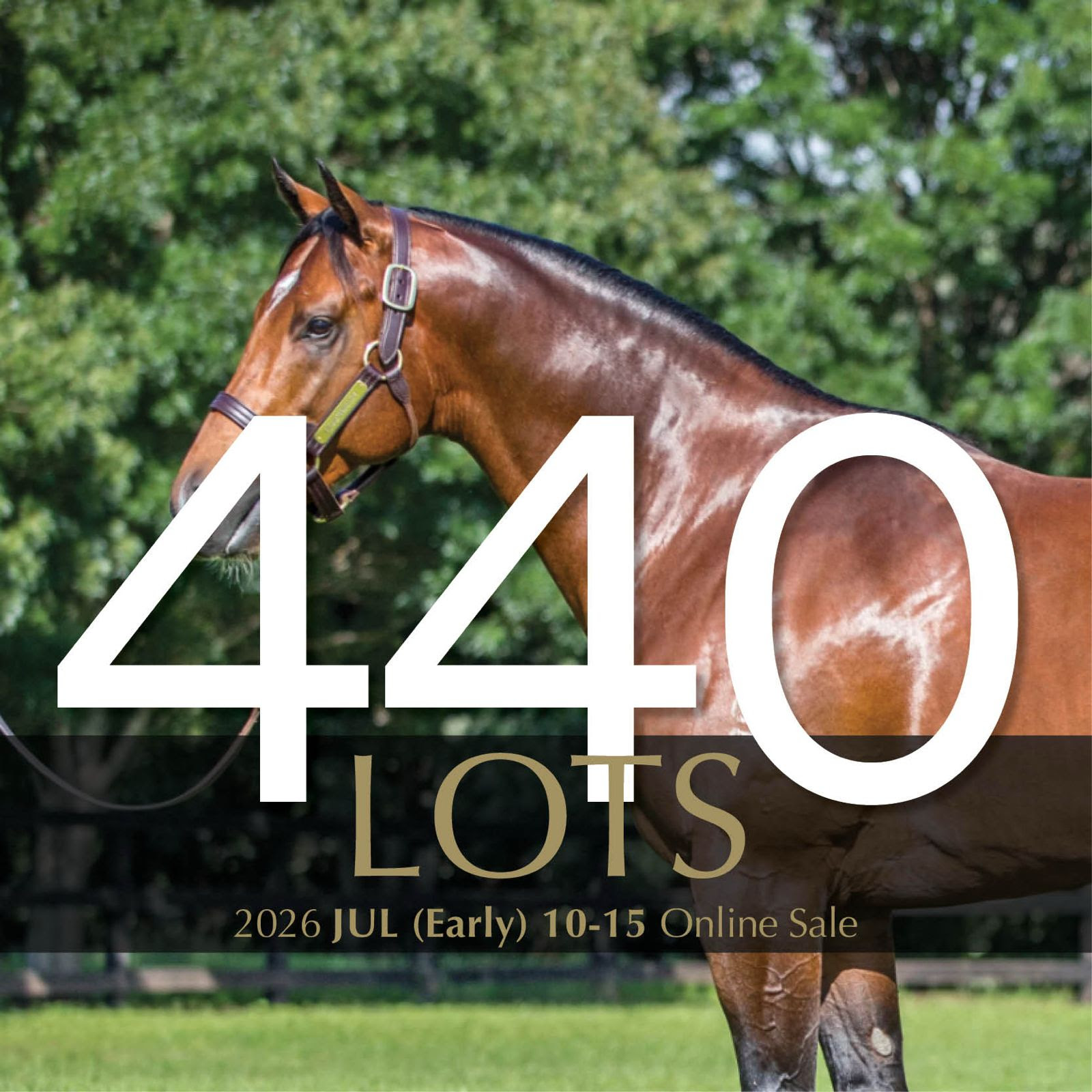Inglis Digital July (Early) Online Sale catalogue featuring broodmares, racehorses and breeding prospects