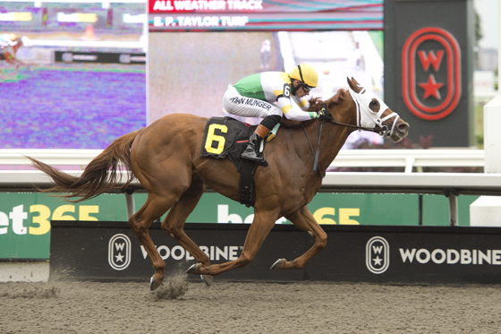 Powell River during preparations for the Plate Trial Stakes 2026 at Woodbine.