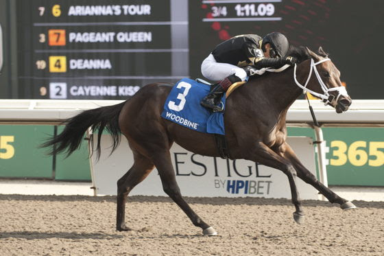 Souper Diva prepares for the Thunder Bay Stakes 2026 at Woodbine Racecourse