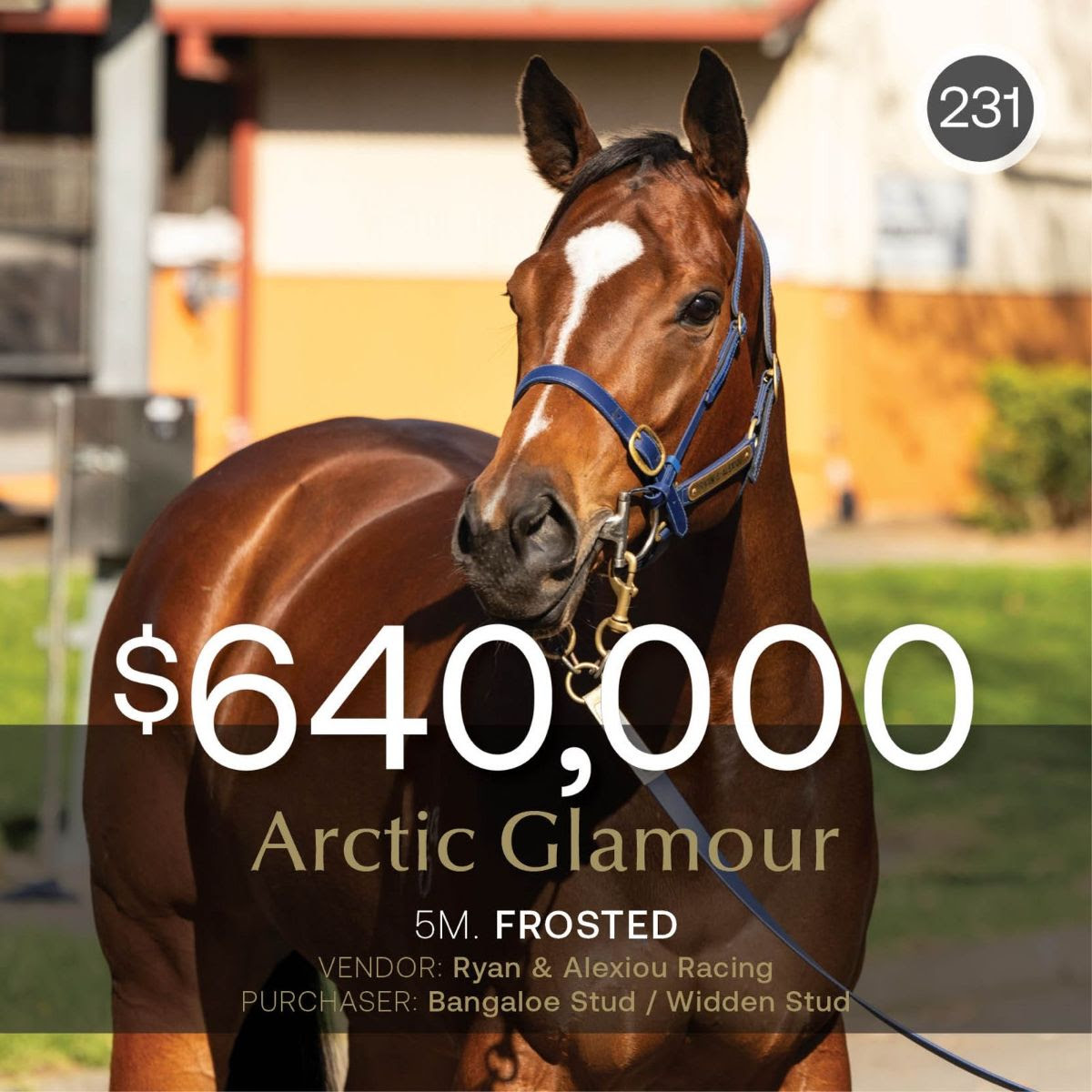 Arctic Glamour after topping the Inglis Digital July (Late) Sale at $640,000 before her move to the breeding barn.