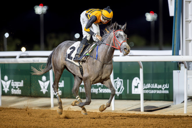 Gista competing in the Taif Arabian Derby Prep at King Khalid Racecourse