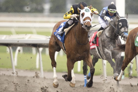 G T Five Hundred ahead of the Woodbine Connaught Cup 2026 Grade 2 turf race