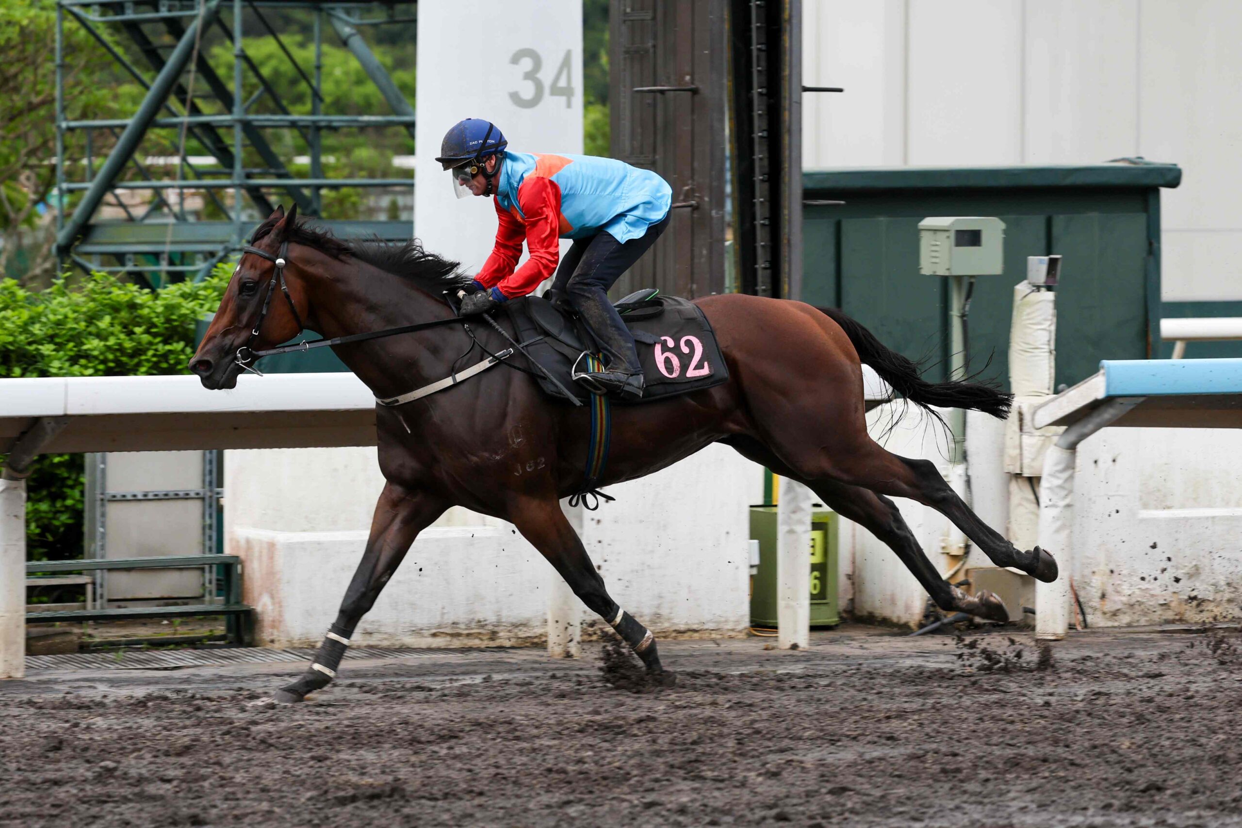 Ka Ying Rising during his Sha Tin barrier trial ahead of the 2026/27 Hong Kong racing season