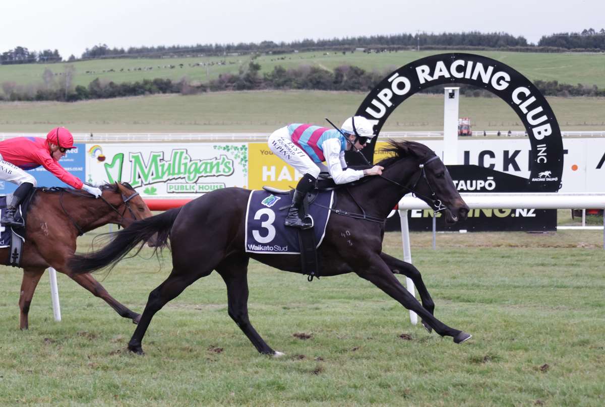 Hawea winning the Chittick Family Fillies’ Classic at Taupo Racecourse
