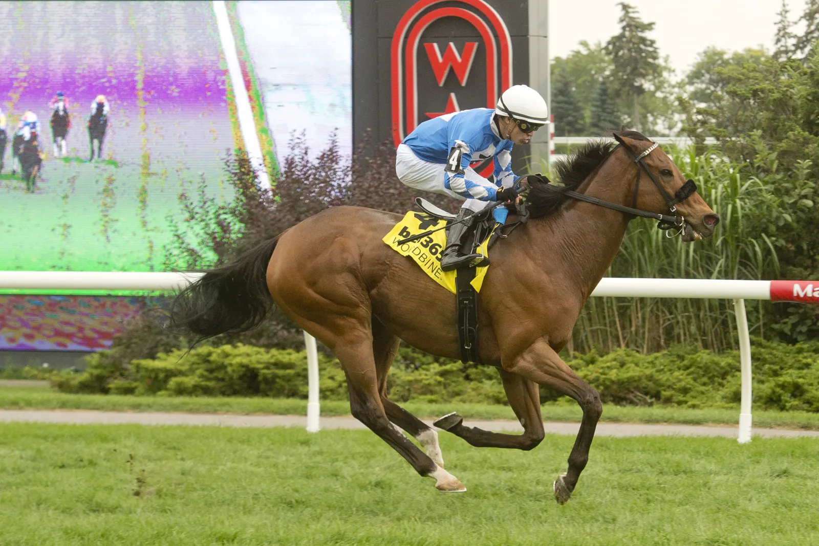 Artemus Citylimits wins the Vice Regent Stakes at Woodbine