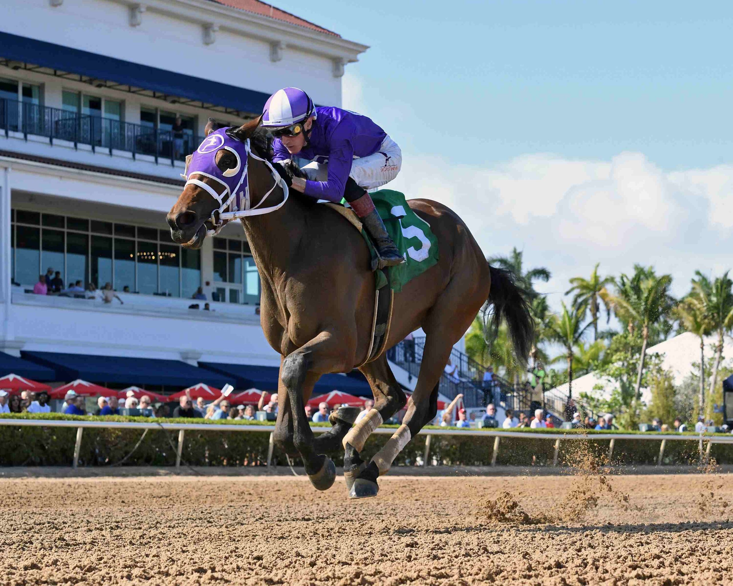 Domino Vitali returns for the Sheer Drama Handicap at Gulfstream Park