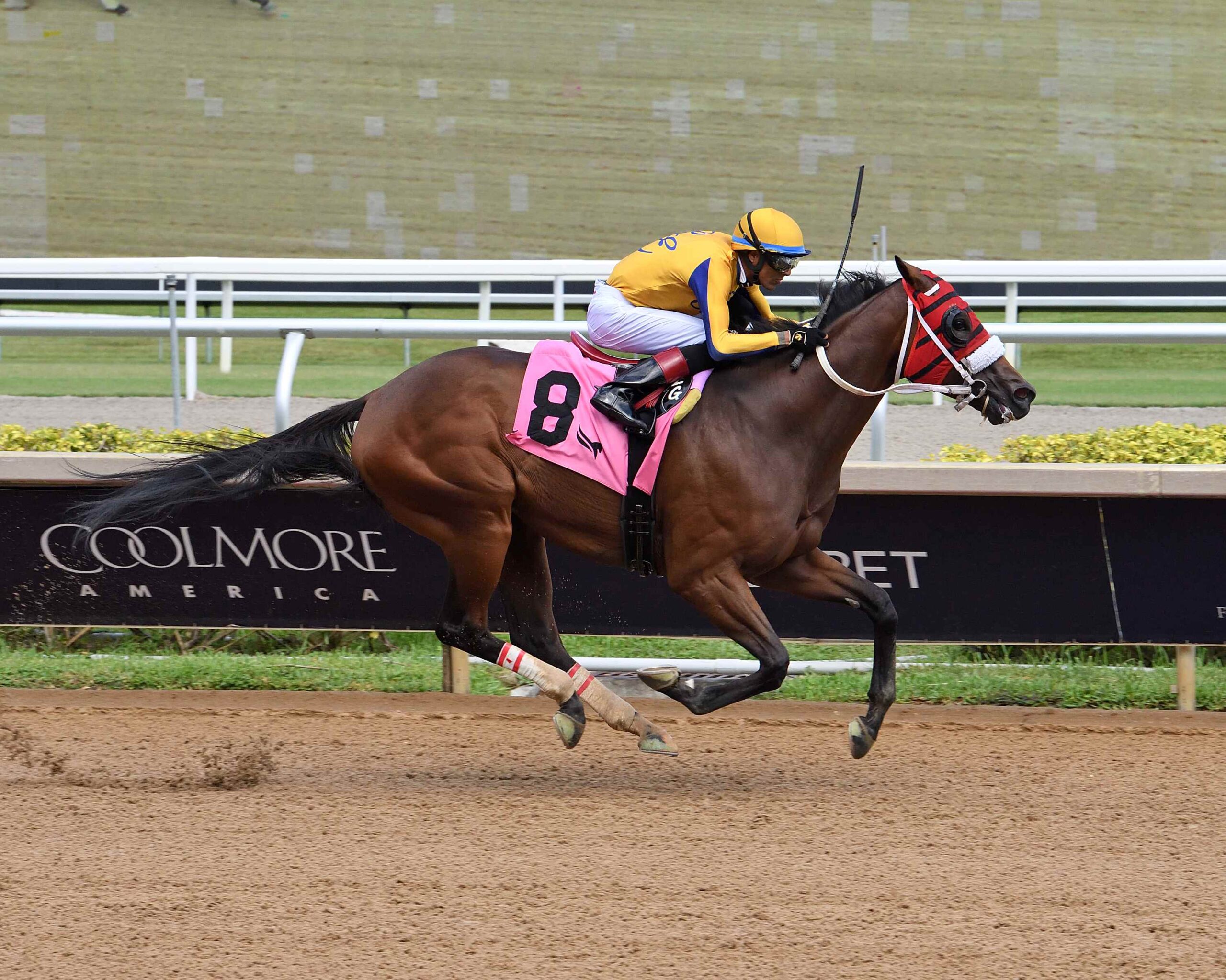 Latch the Hatch heads the field for the Benny the Bull Handicap 2026 at Gulfstream Park