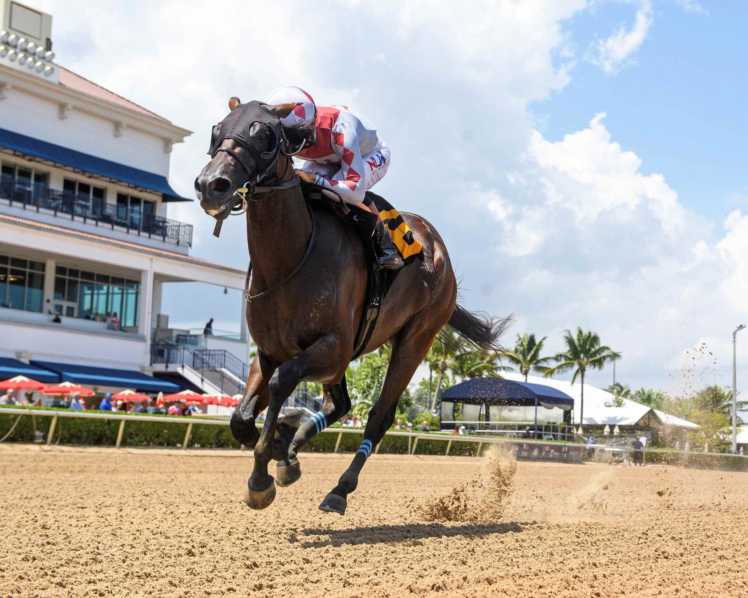Real Gone winning at Gulfstream Park under J.G. Torrealba