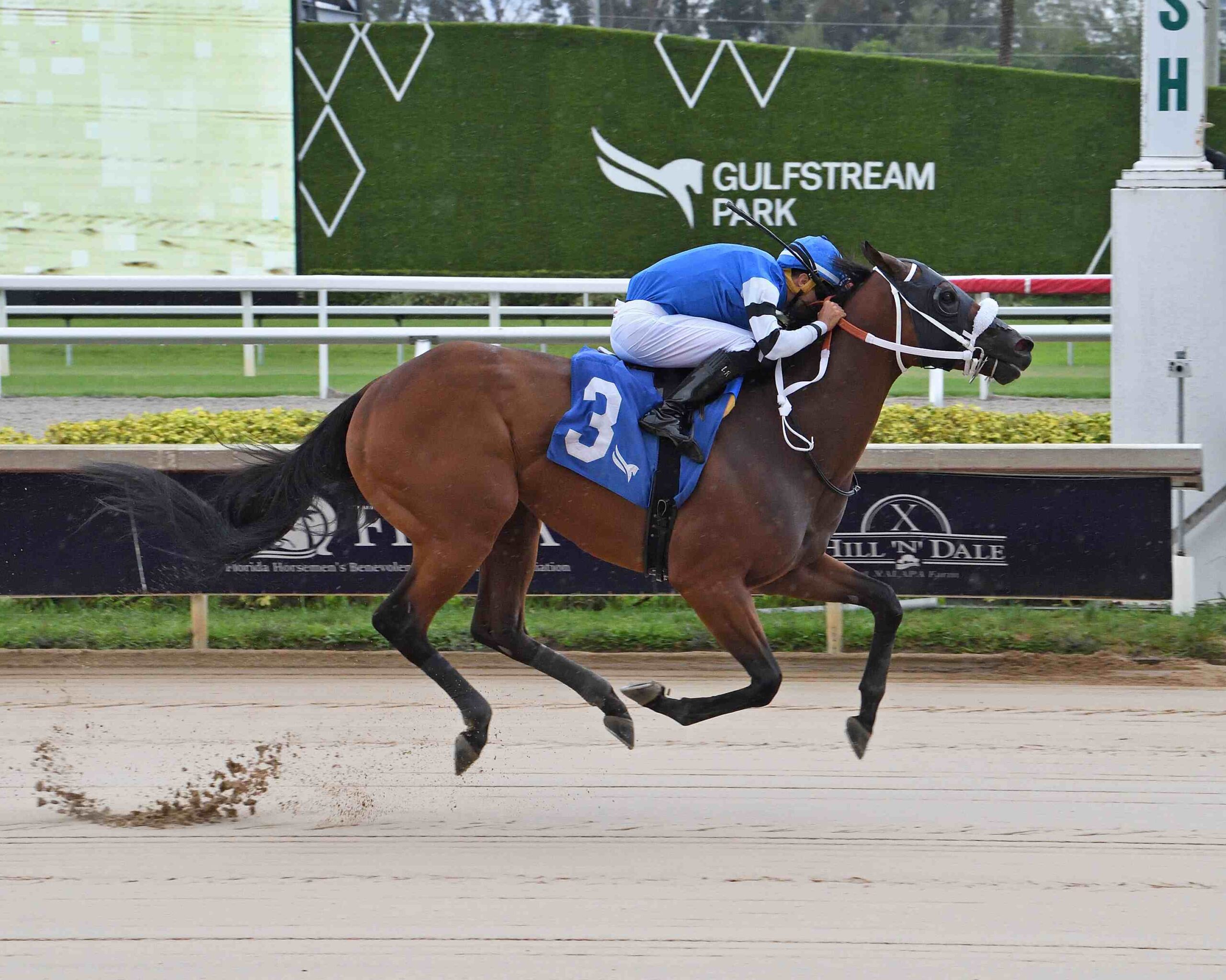 Viking Wins Black Diamond Cat Handicap at Gulfstream Park