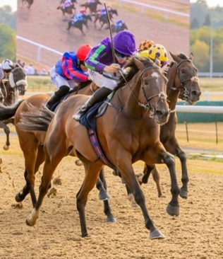 Wolverhampton Racecards 26 August seven-race meeting at Wolverhampton