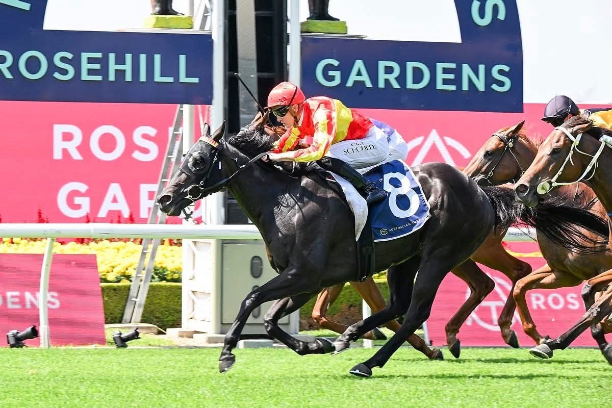 Rosehill Racecards 29 August featuring the San Domenico Stakes and Up and Coming Stakes
