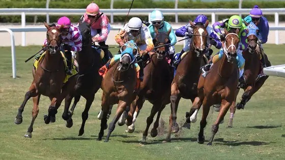 Bayou Brigid during preparations for the Miss Gracie Stakes 2026 at Gulfstream Park