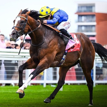 Newbury Race Cards 15 August featuring the Hungerford Stakes