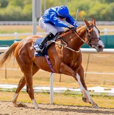 Wolverhampton Race Cards 17 August seven-race meeting
