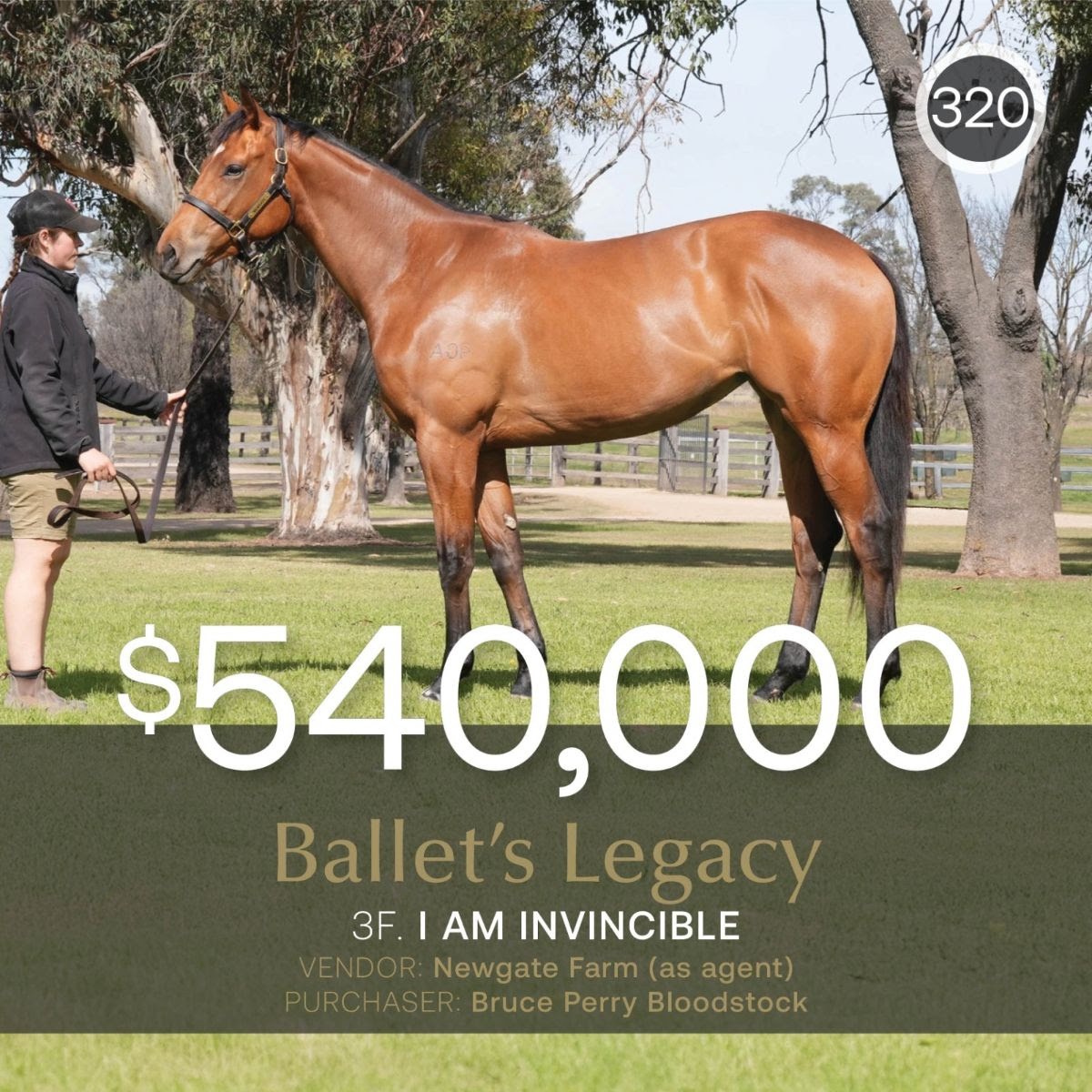 Ballet’s Legacy tops Inglis Digital August Early Sale at $540,000