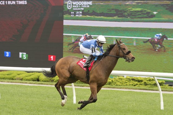 Artemus Citylimits prepares for the Vice Regent Stakes at Woodbine