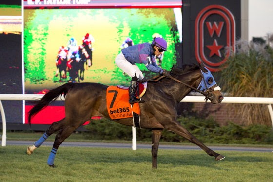 Dancin in Da’nile prepares for the Woodbine Niagara Stakes 2026 on the Woodbine turf course.