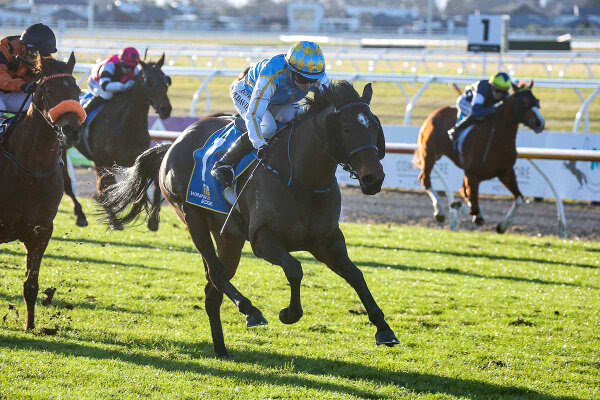 Quintabelle wins the Group Three Winter Cup at Riccarton