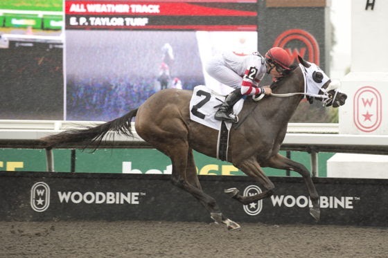 Victorian Queen 2026 Woodbine preview featuring Stunningly Perfect and Awesome Grace