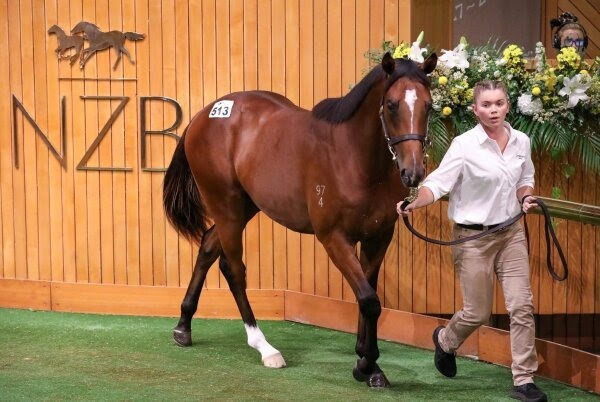 Karaka 2027 National Yearling Sale Cambridge Stud full yearling draft