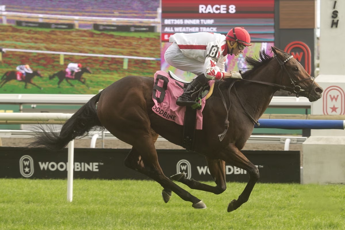Epic Style Sweet Briar Too Stakes winner at Woodbine Racetrack