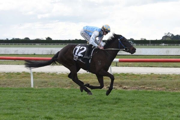 Pounce leads the field for NZB Gold Trail Stakes at Hastings