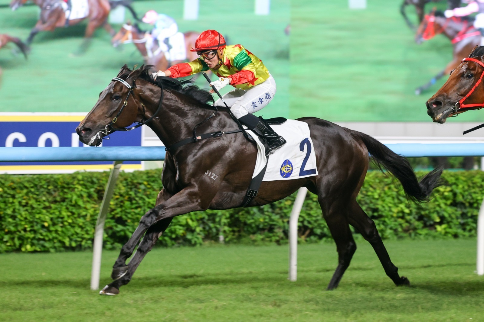Soleil Fighter prepares for the Sha Tin Celebration Cup Handicap