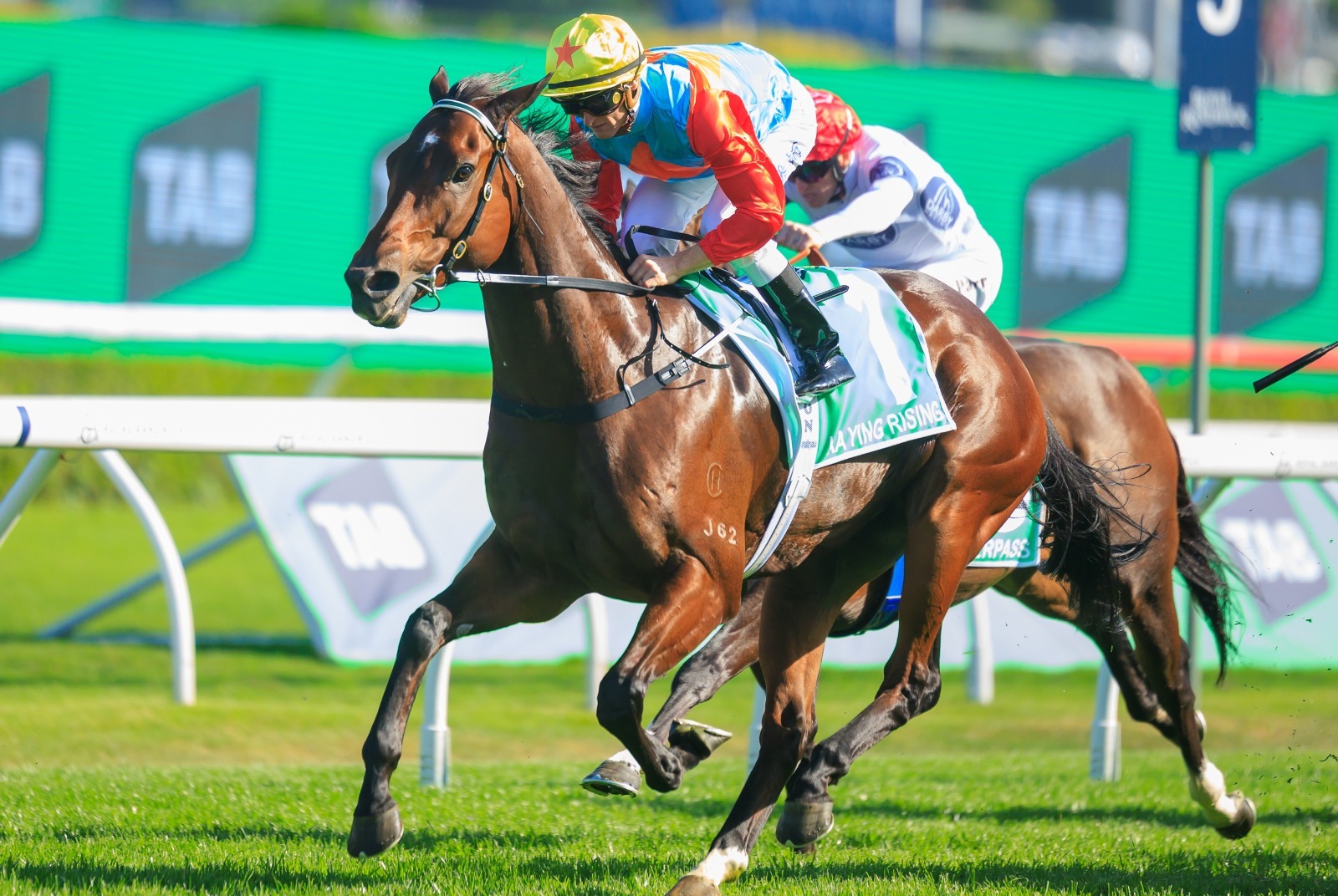Ka Ying Rising preparing for The Everest at Randwick Racecourse