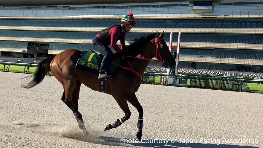 Fast Network ahead of Centaur Stakes 2026 at Hanshin