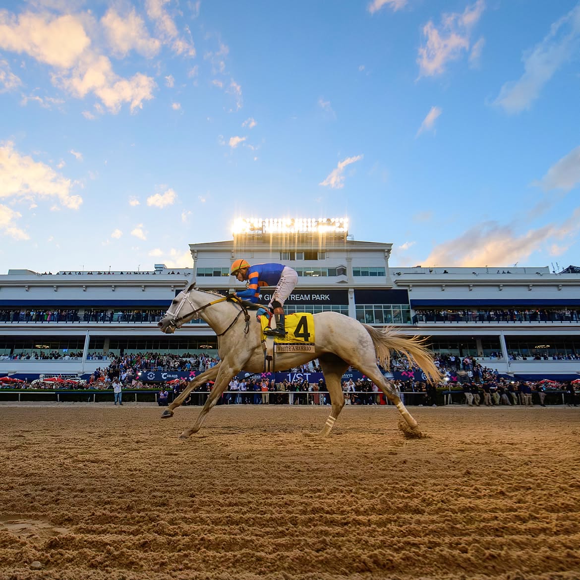 Redland Rebels prepares for his Gulfstream Park turf race