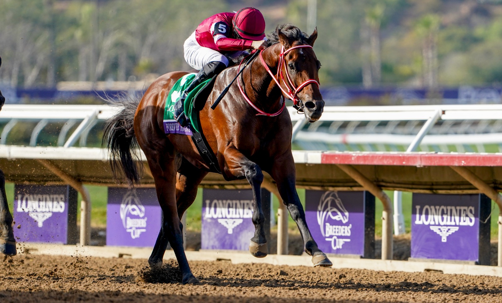 Forever Young leads the Breeders’ Cup Classic Rankings ahead of the 2026 Keeneland championship