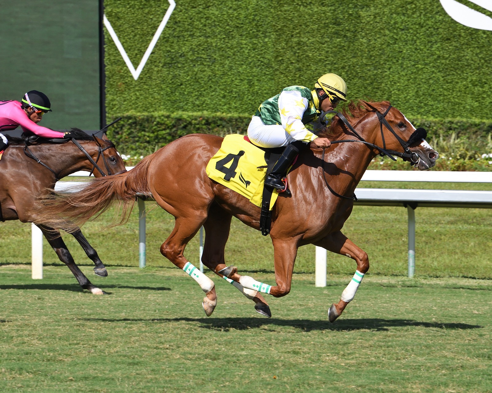 Liberty Rings Our Dear Peggy contender targeting her third stakes victory at Gulfstream Park