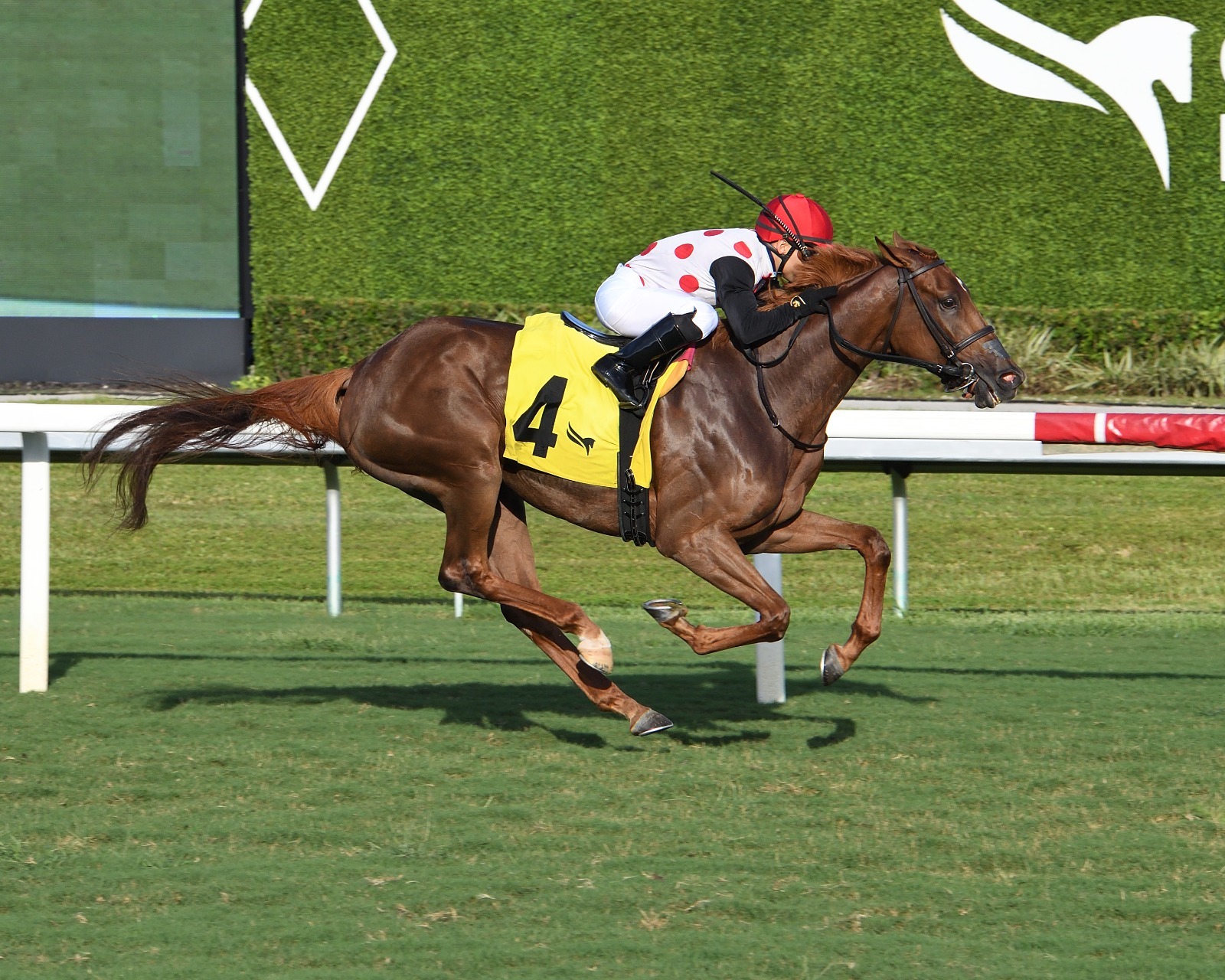 Souper Zonda and Rouki win the Gulfstream Park handicaps