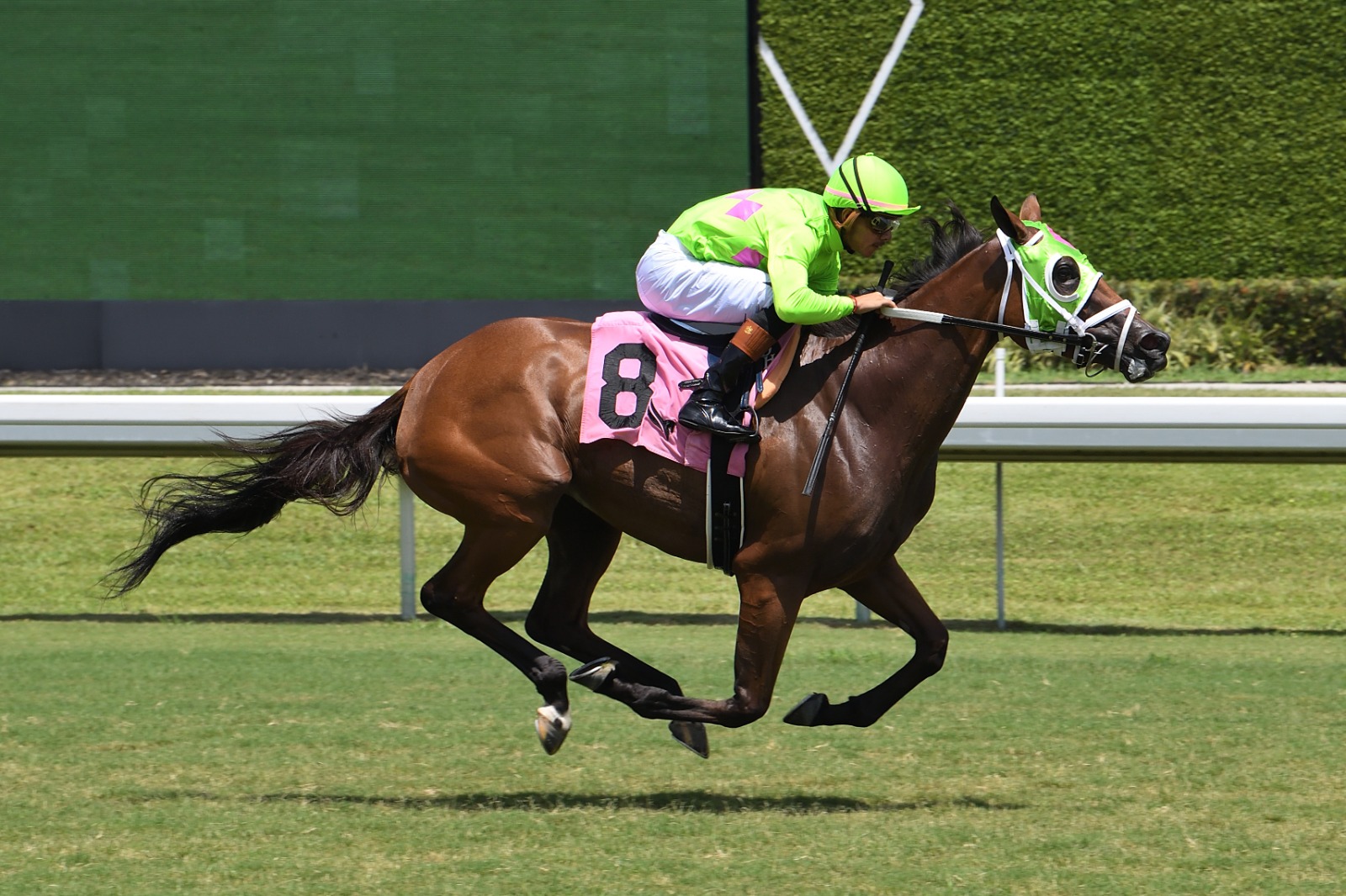 Striking Finale targets the Cellars Shiraz Stakes at Gulfstream Park
