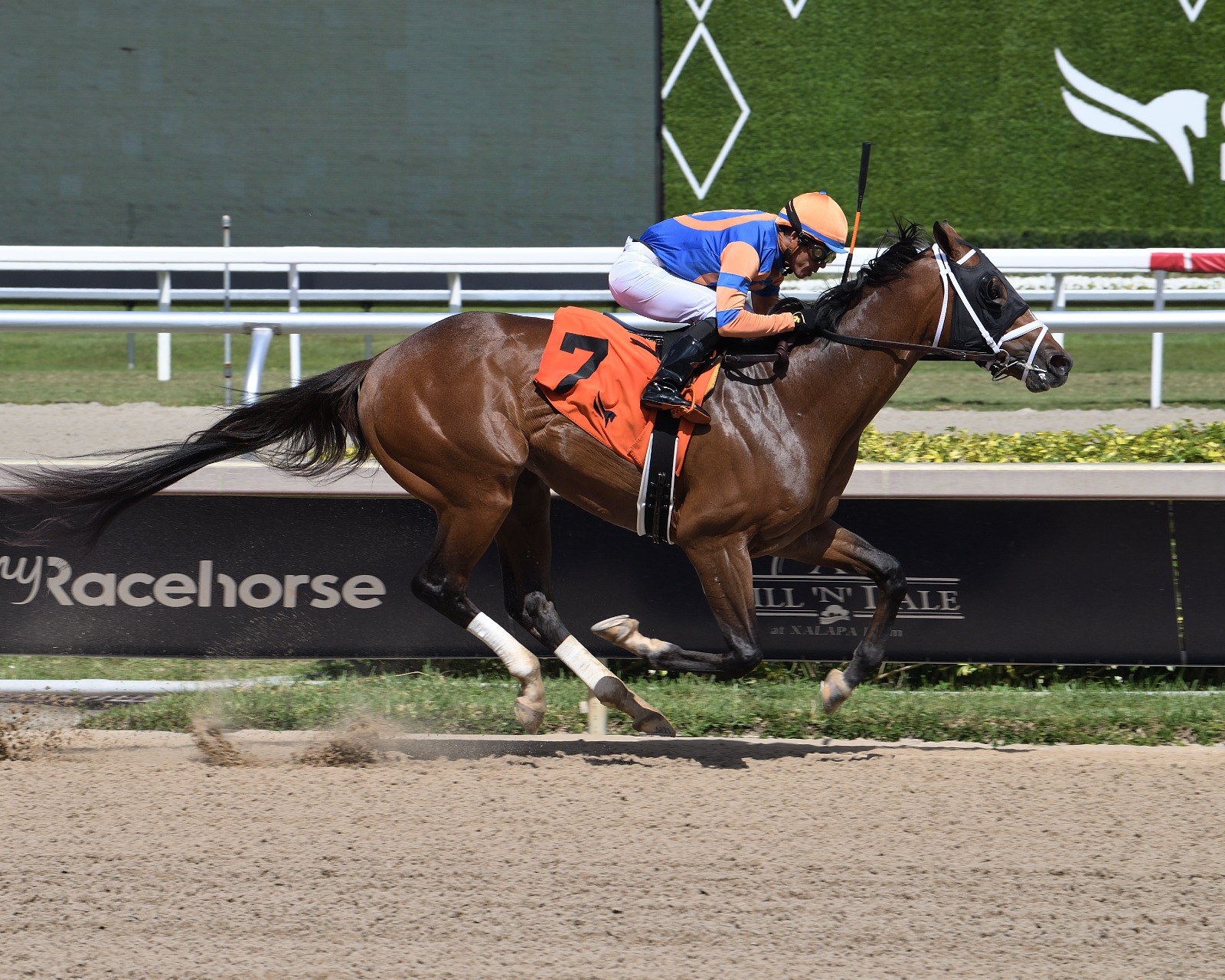 Mr. Jordan Handicap contender Vibe targets a winning return at Gulfstream Park