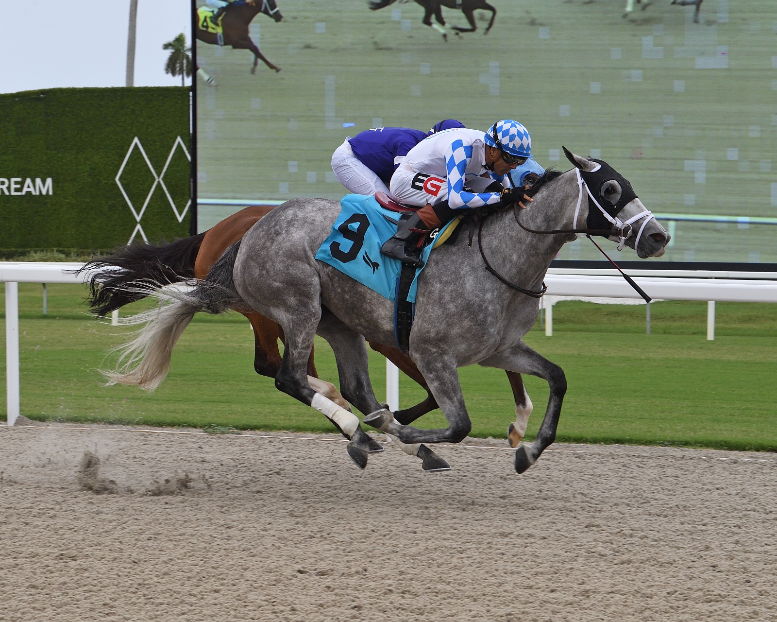 Vincey Girl returns to Gulfstream Park for the Daring Kathy turf race