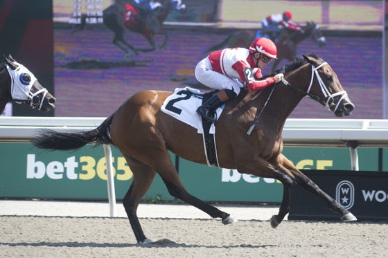 War Painter prepares for the Silver Creek Stakes at Woodbine