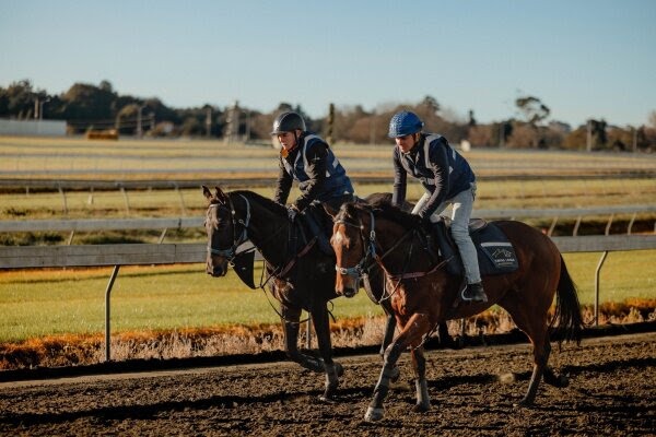 NZB Ready to Run Sale Karaka two-year-old horses