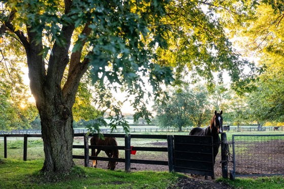 Woodbine Aftercare Day highlighting Thoroughbred welfare at Woodbine Racetrack