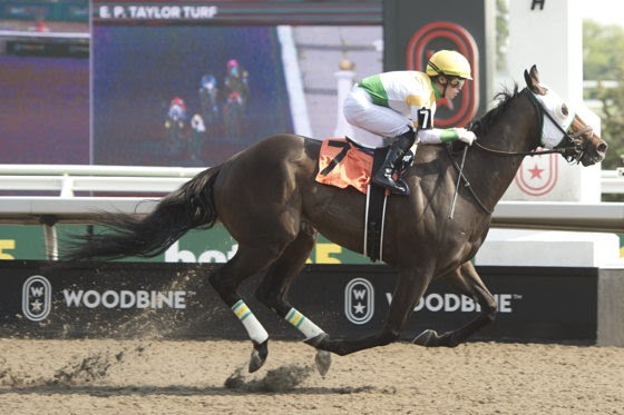 Western Whirl prepares for the Grade 2 Nearctic Stakes at Woodbine