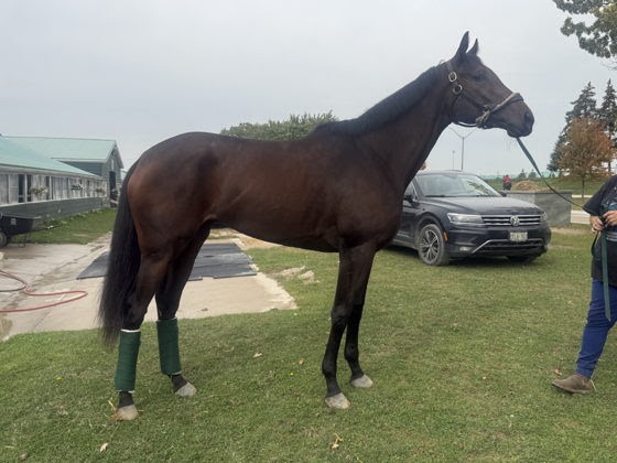 Glorious Gem prepares for the Cup and Saucer Stakes 2026 at Woodbine