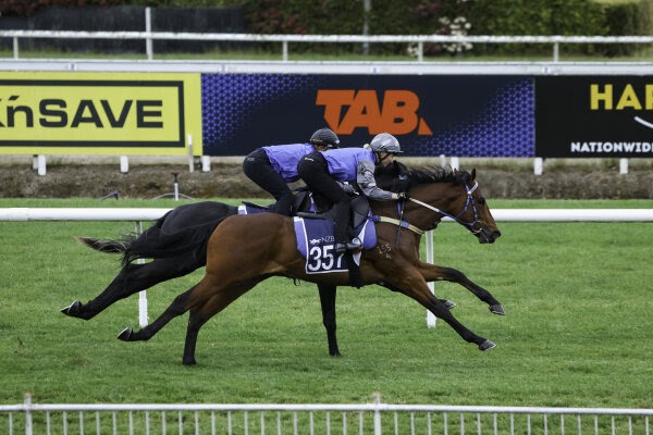 Two-year-old horses completing their gallops at Te Rapa Racecourse ahead of the NZB Ready to Run Sale