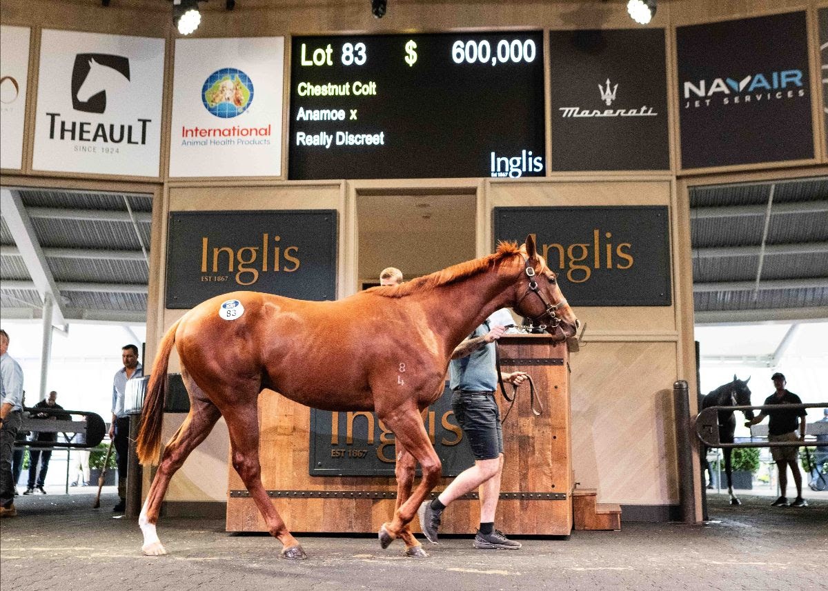 Inglis Ready2Race Sale at Riverside records $30.721 million turnover with three colts selling for $600,000