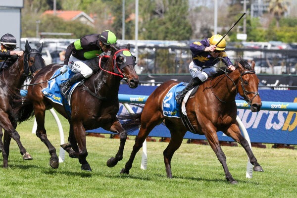 War Machine returns to winning form in the Harry White Stakes as Asturia leads the NZB Filly of the Year Series