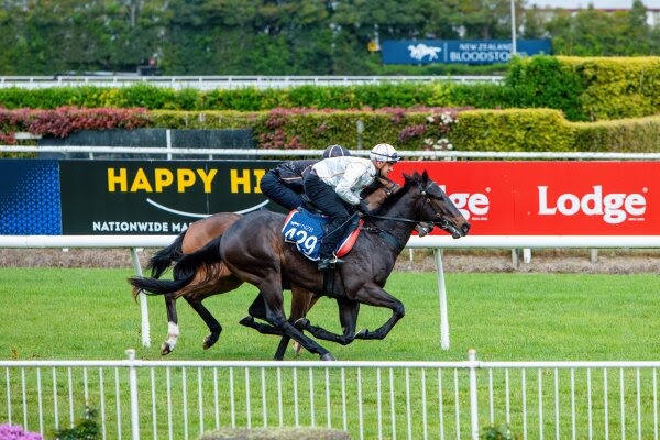 Woburn Farm Ready to Run Sale 2026 draft featuring 13 two-year-old horses prepared for the Karaka sale