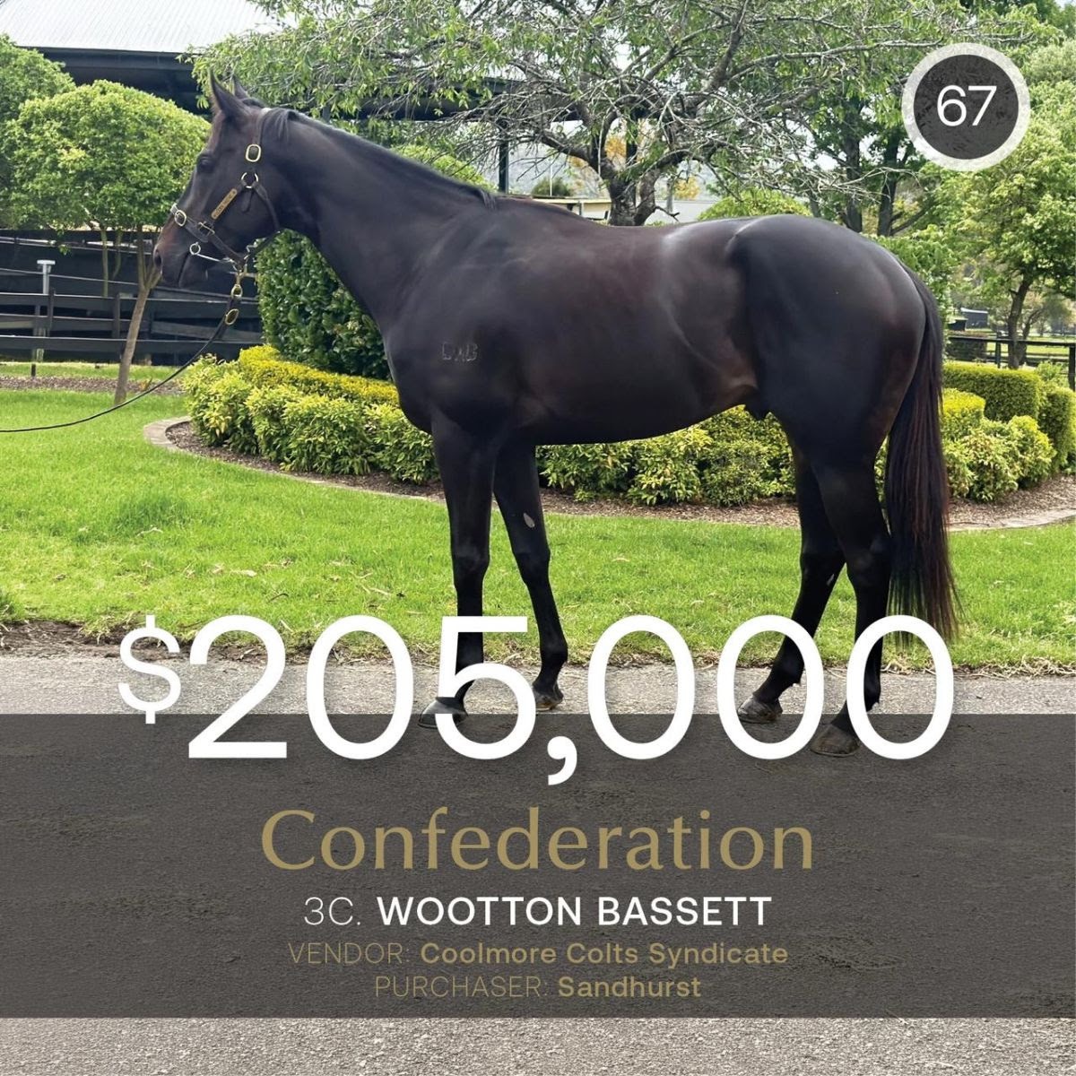 Confederation tops the Inglis Digital October Sale at $205,000