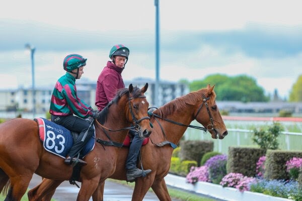 BMD Bloodstock Sale draft featuring a Ghaiyyath colt ahead of the 2026 Karaka sale