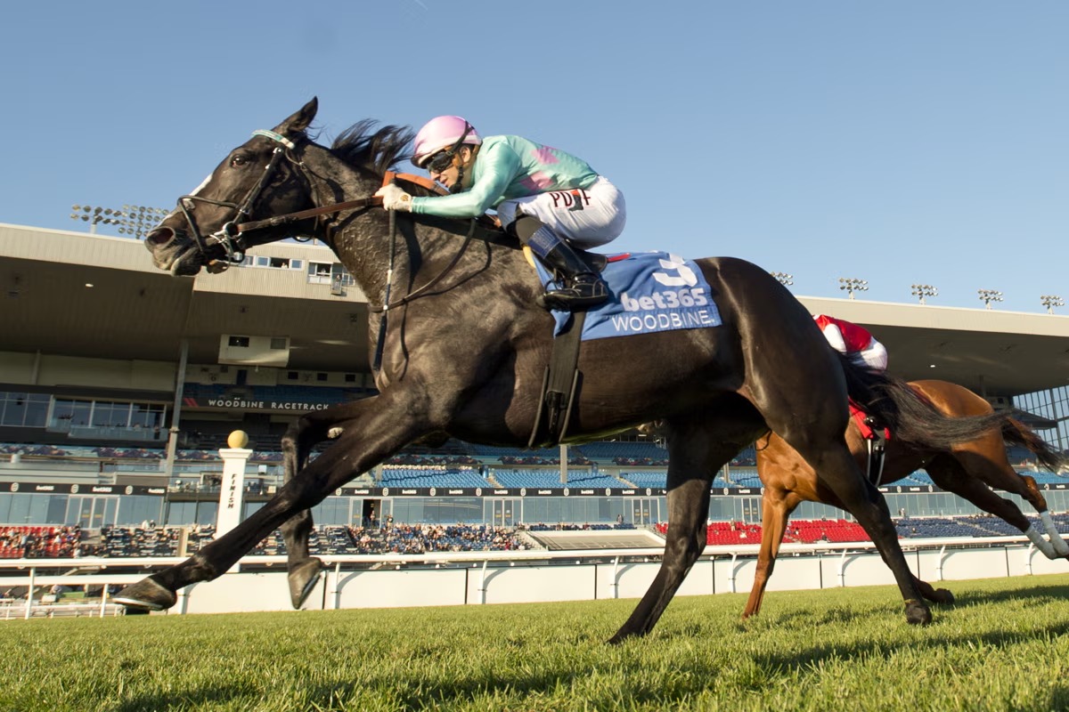 Olivia Rose Eternal Search Stakes winner at Woodbine under Rafael Hernandez