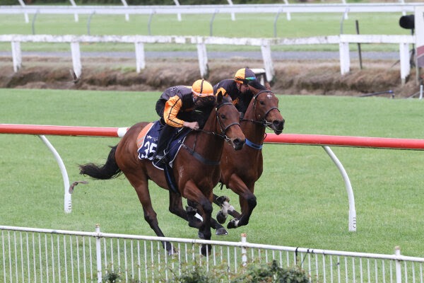 NZB Ready to Run Sale 2026: Prima Park two-year-olds prepared for the Karaka auction